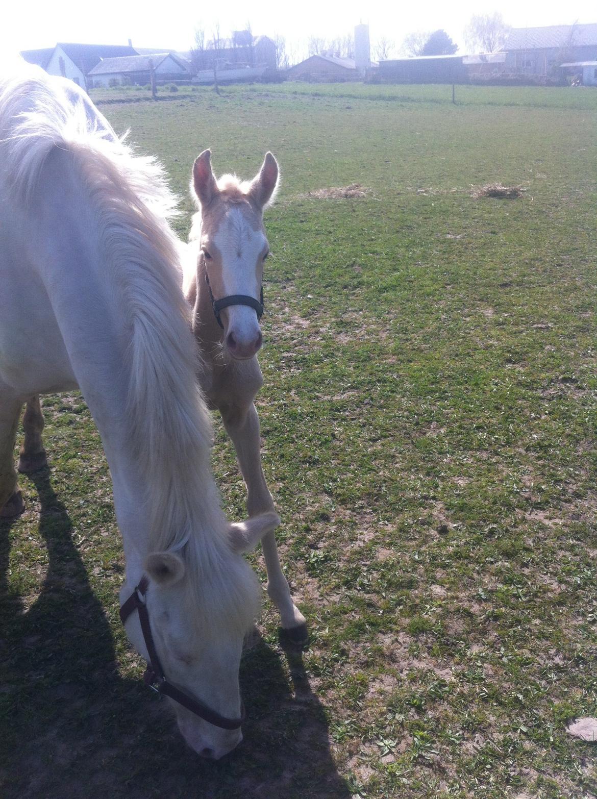 Palomino Margurittens Nova billede 12