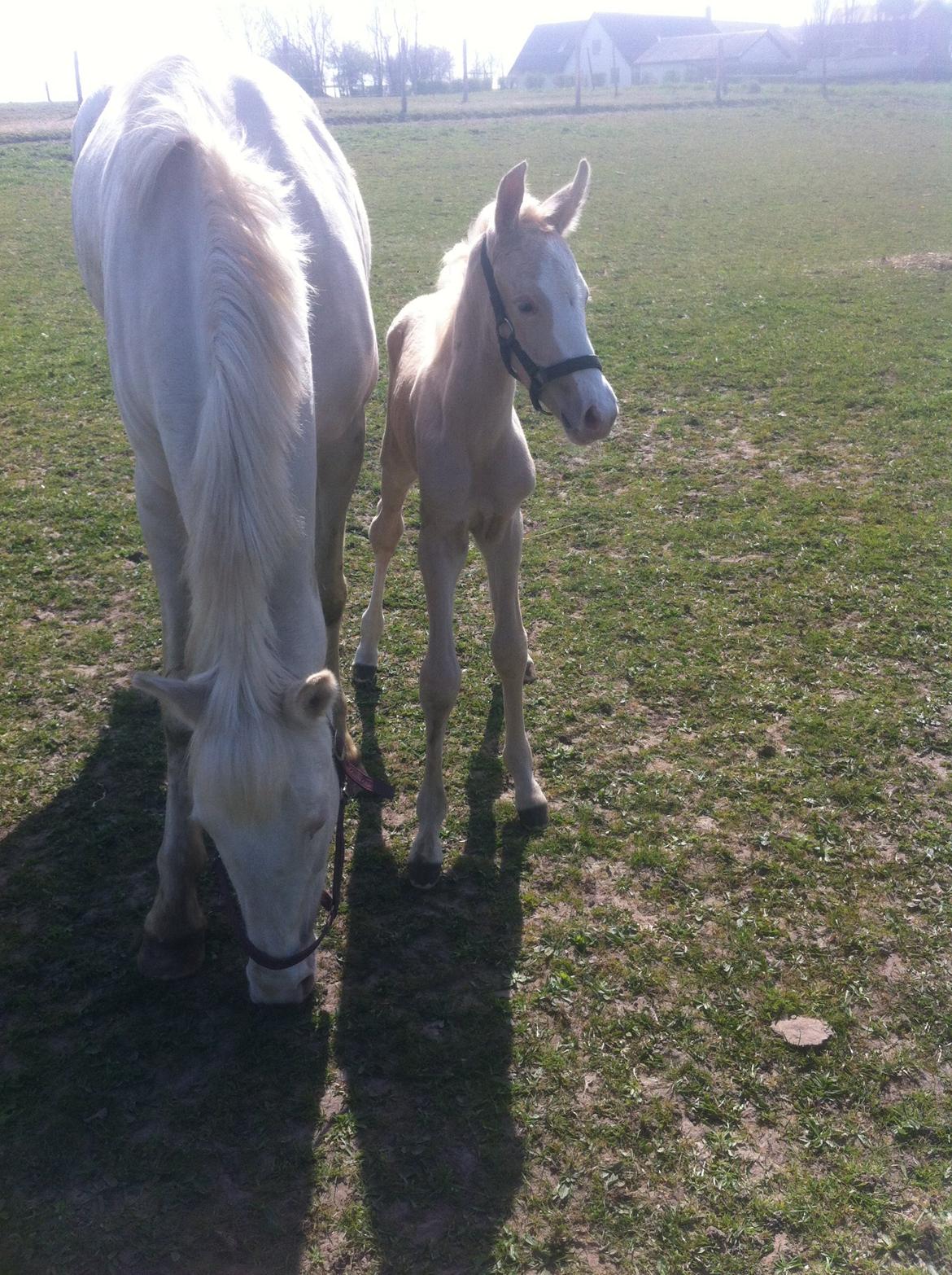 Palomino Margurittens Nova billede 13