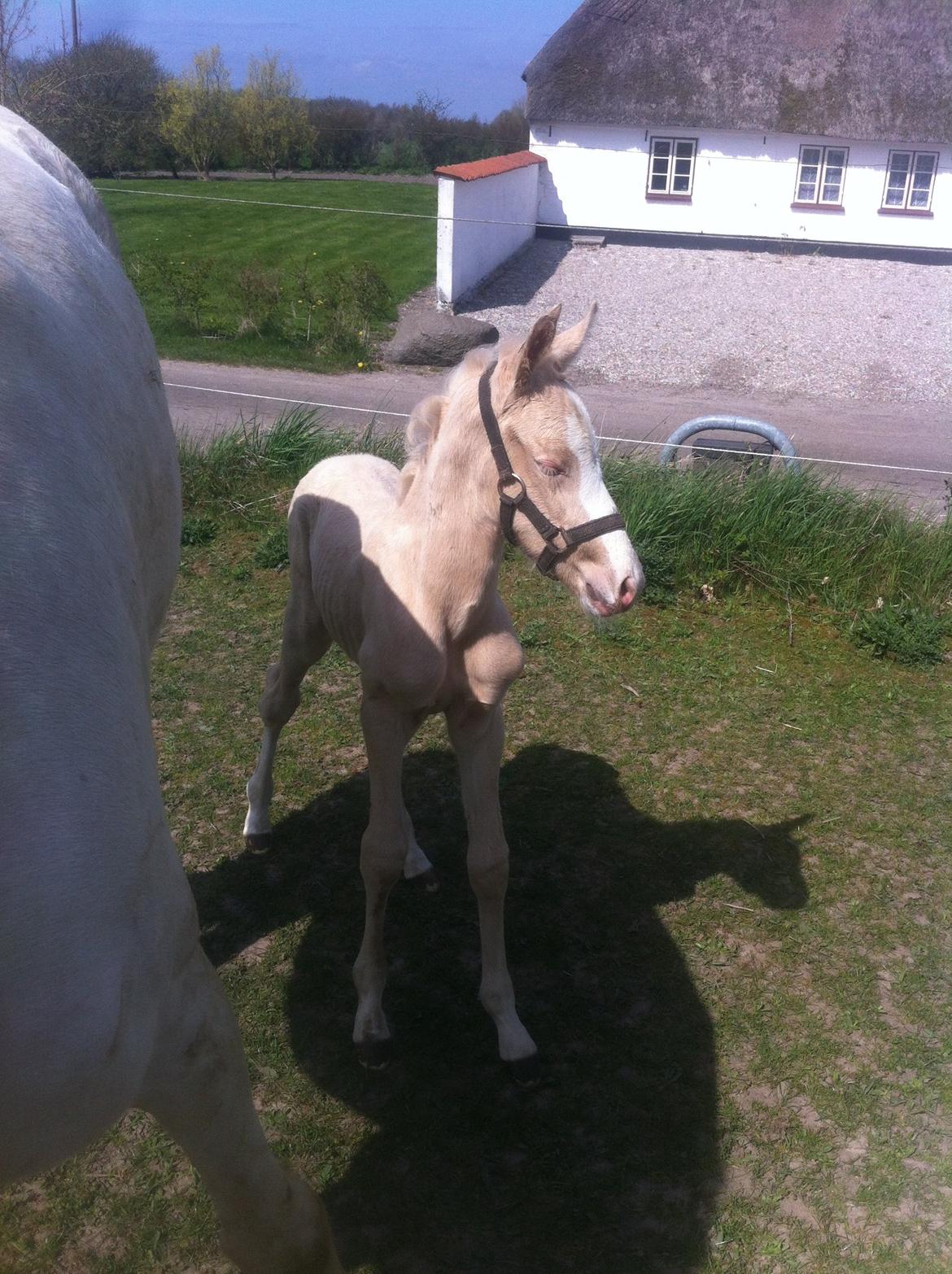 Palomino Margurittens Nova billede 8