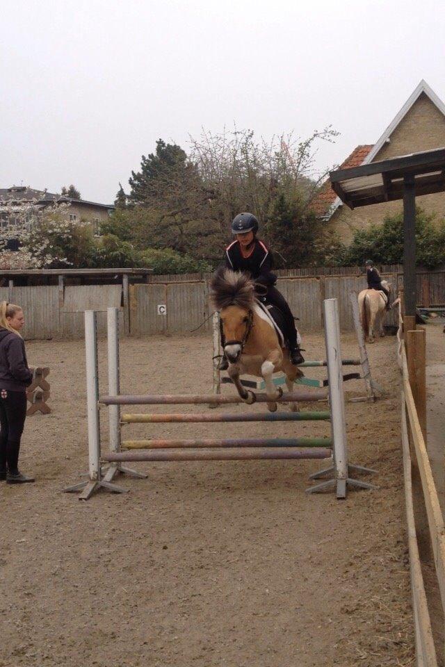 Anden særlig race Nice Suprice (Connie)  billede 4