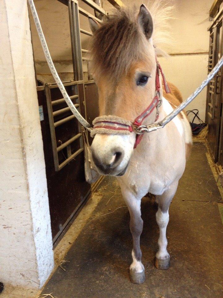 Anden særlig race Nice Suprice (Connie)  billede 10