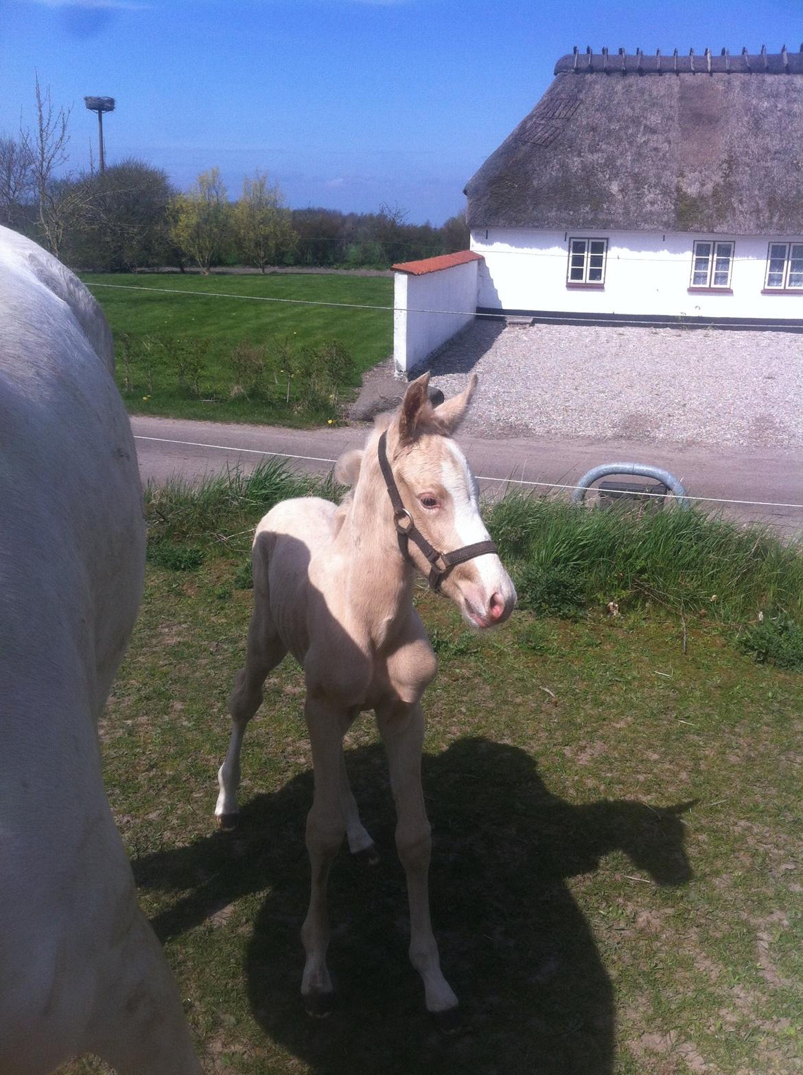 Palomino Margurittens Nova billede 7