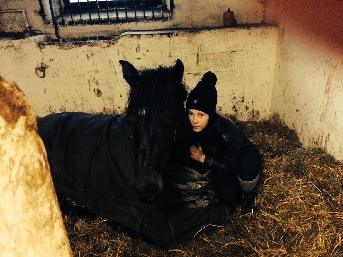 Welsh Cob (sec D) Fronethig Maria  billede 5