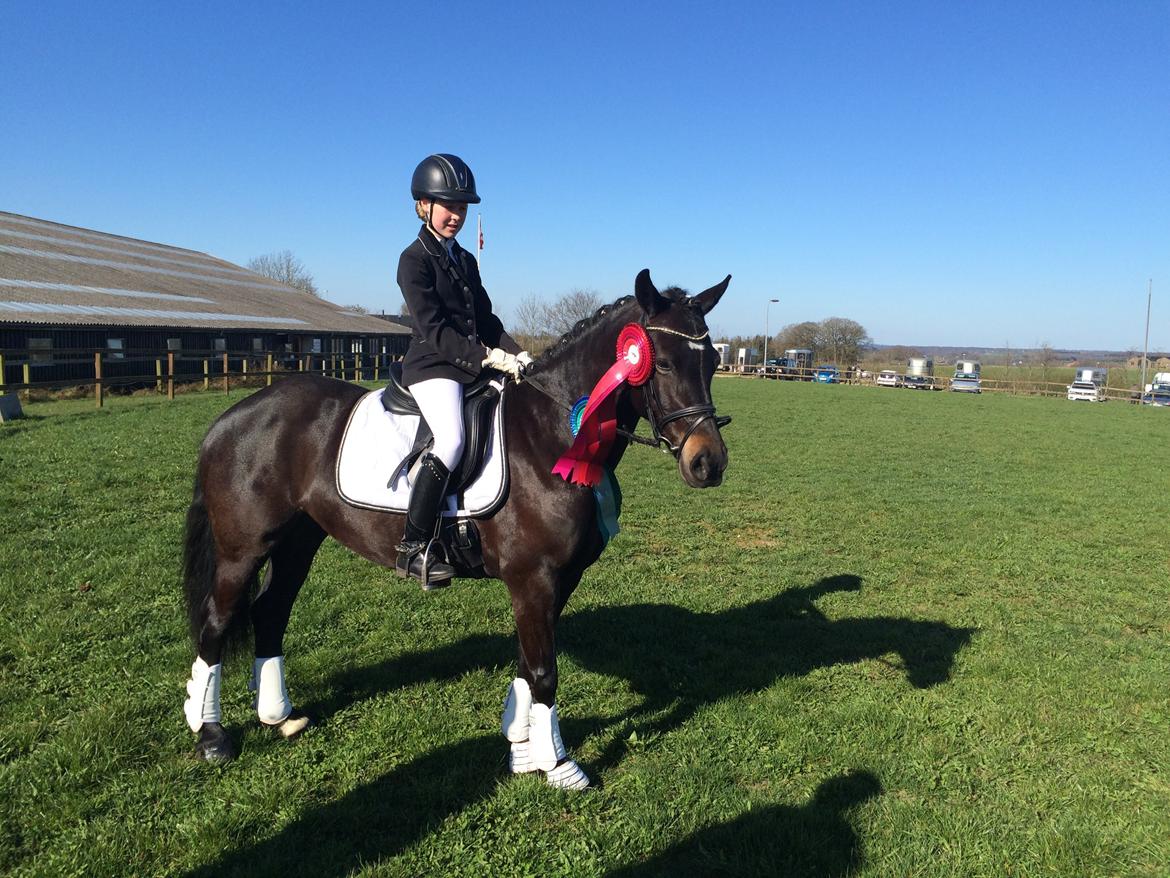 Welsh Cob (sec D) Fronethig Maria  billede 9