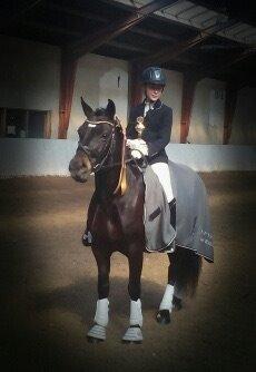 Welsh Cob (sec D) Fronethig Maria  billede 12