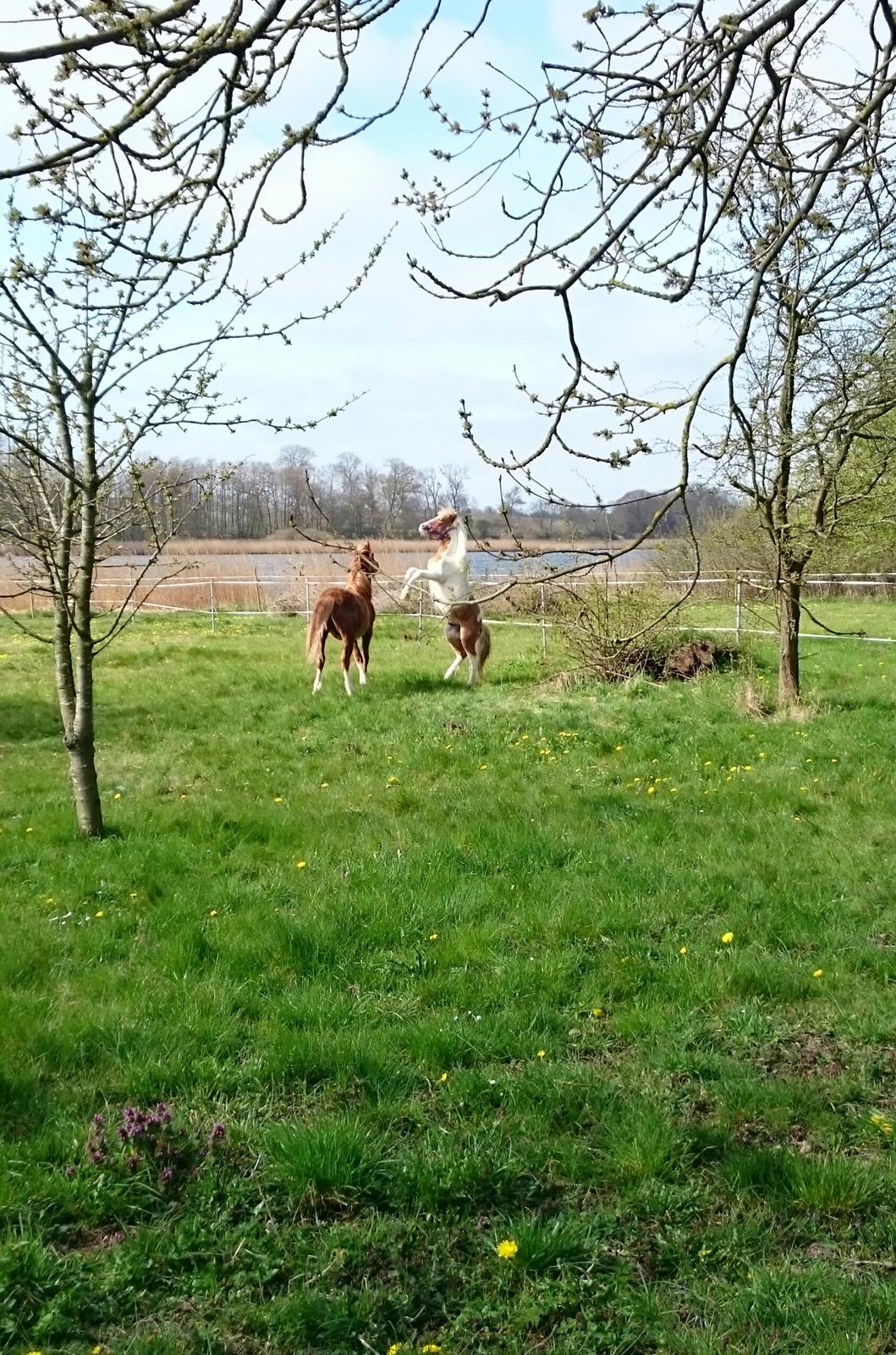 Anden særlig race blue. Solgt  billede 1