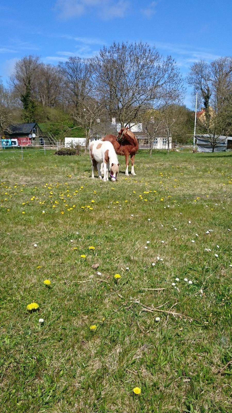 Anden særlig race blue. Solgt  billede 8
