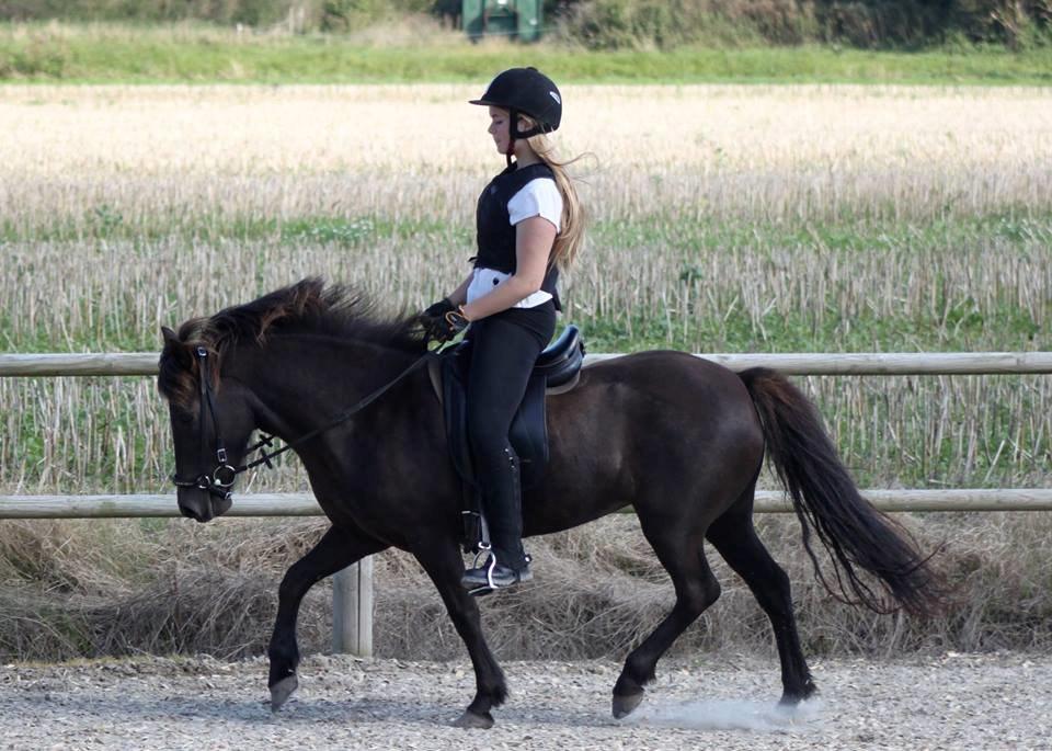 Islænder Dimma fra Kringlan billede 18