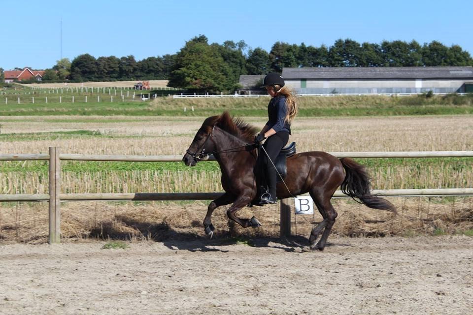 Islænder Dimma fra Kringlan billede 20