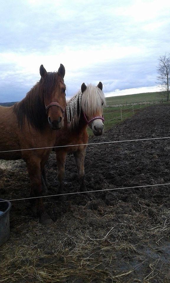 Haflinger Wendy - Wendy og Sasha marts 2015  billede 11