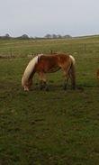 Haflinger Wendy - Lidt på græs februar 2015 billede 14