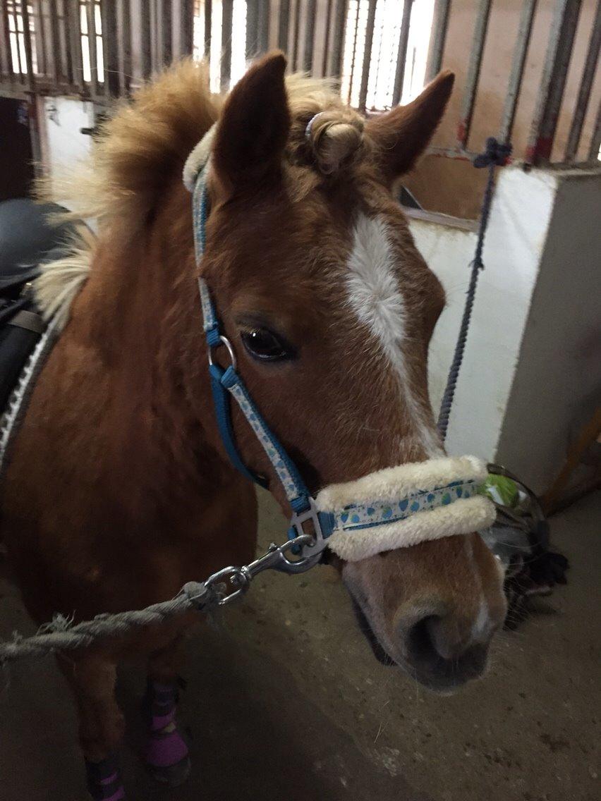 Welsh Pony (sec B) Rødsandgaards Beauty *solgt* billede 1