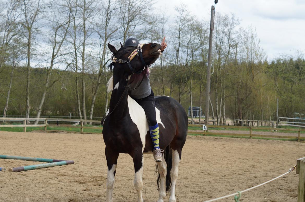 Pinto | Hoelgaards Kalaijo (Kalle) - Elsker den hest over alt på jorden  ♥ April 2015  ♥ billede 19