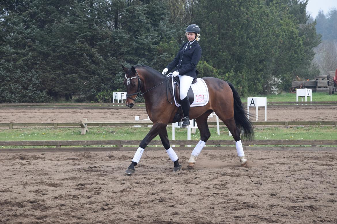 Oldenborg Overmoselund´s Conti billede 11