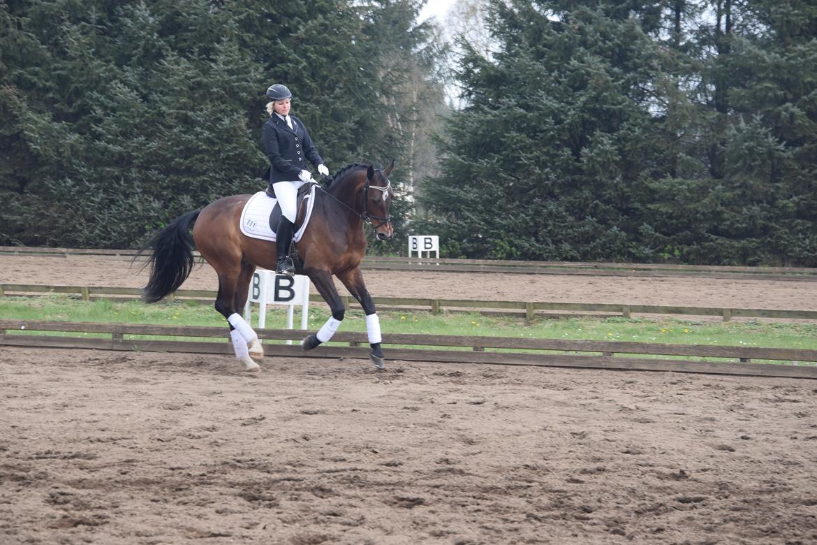 Oldenborg Overmoselund´s Conti billede 9