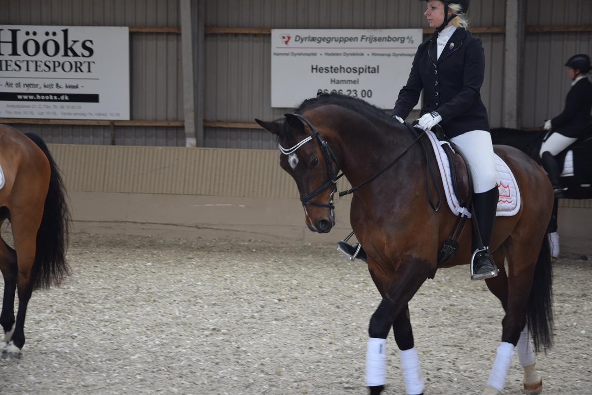 Oldenborg Overmoselund´s Conti billede 2