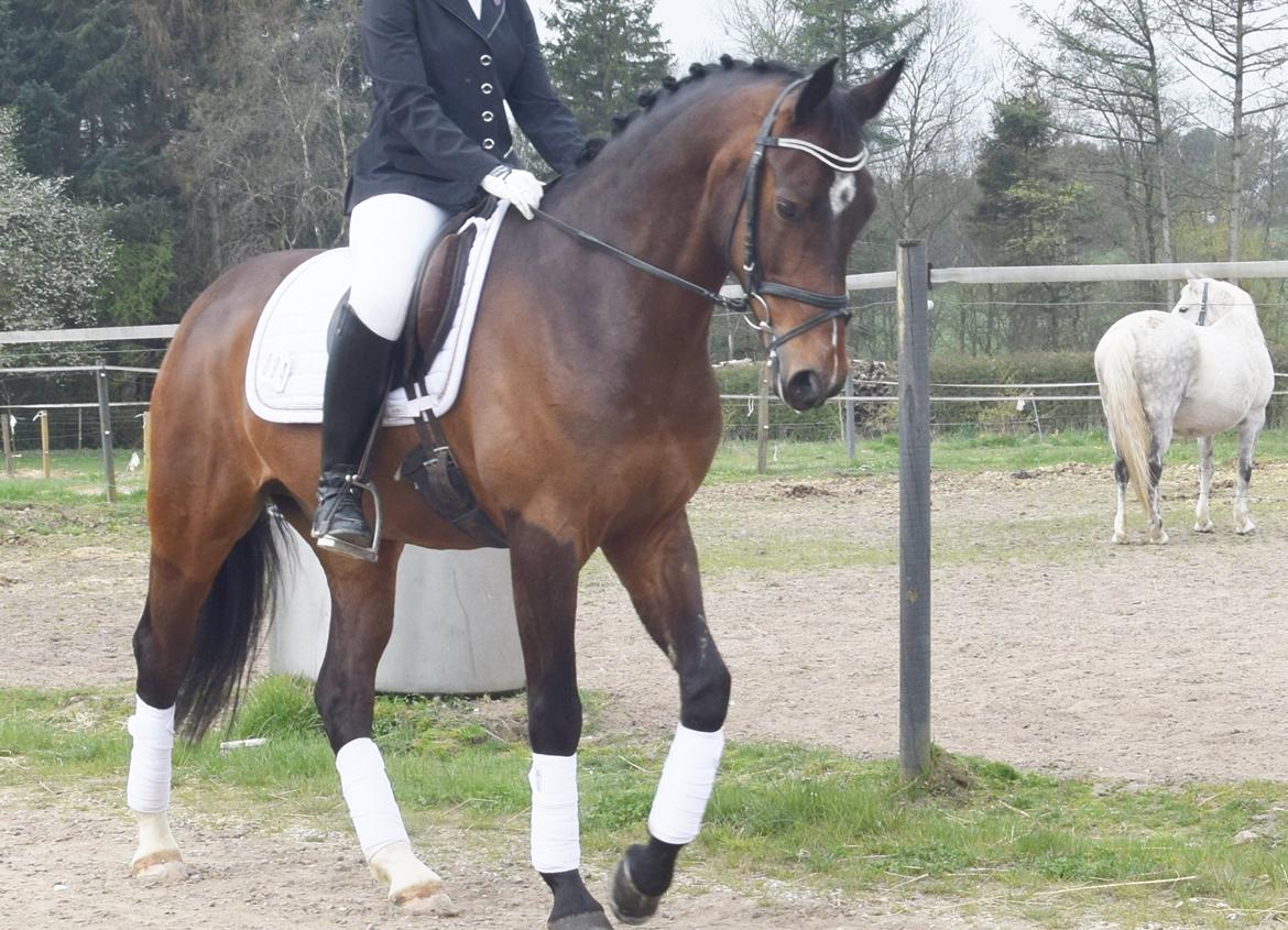 Oldenborg Overmoselund´s Conti billede 8