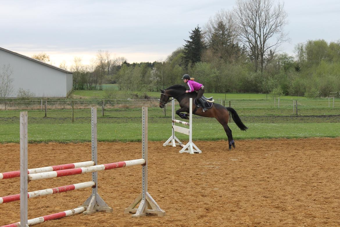 Dansk Varmblod Svanholms Caia billede 5