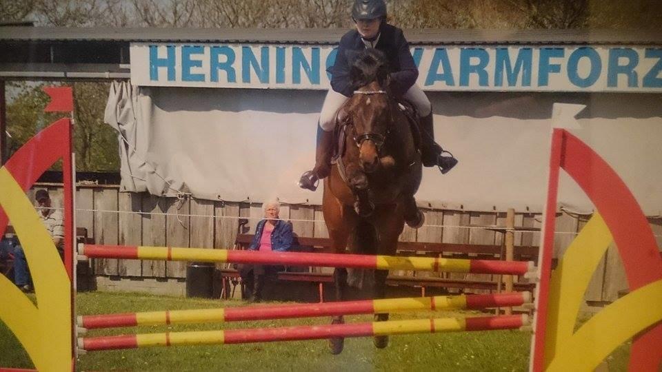 Dansk Varmblod Svanholms Caia billede 3