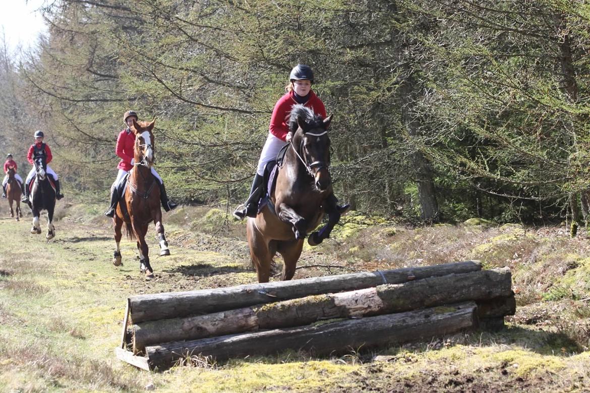 Dansk Varmblod Svanholms Caia billede 8