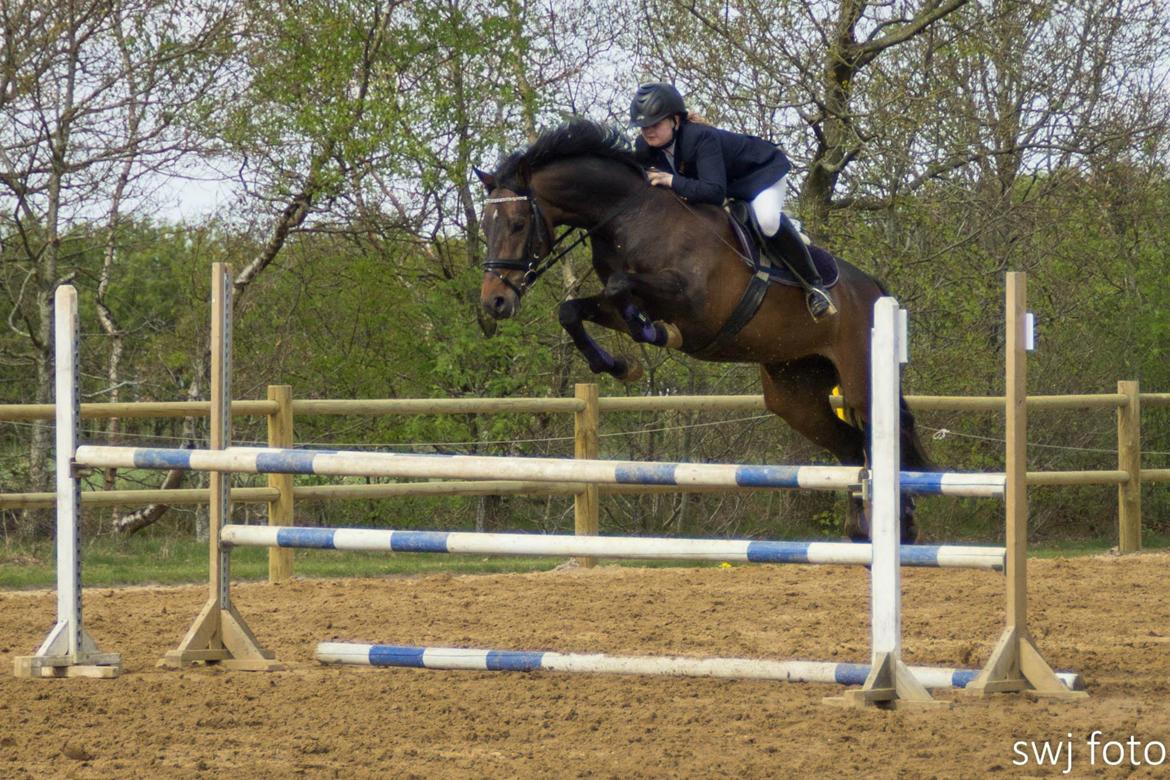 Dansk Varmblod Svanholms Caia billede 15