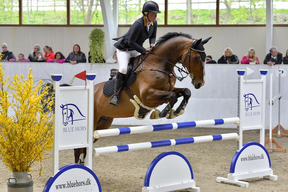 Holstener CHAIO billede 25