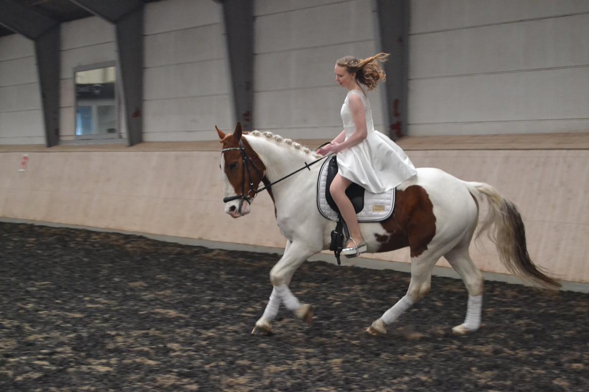 Anden særlig race Eldorado - Eldorado til min konfirmation d.12.04.15 billede 12