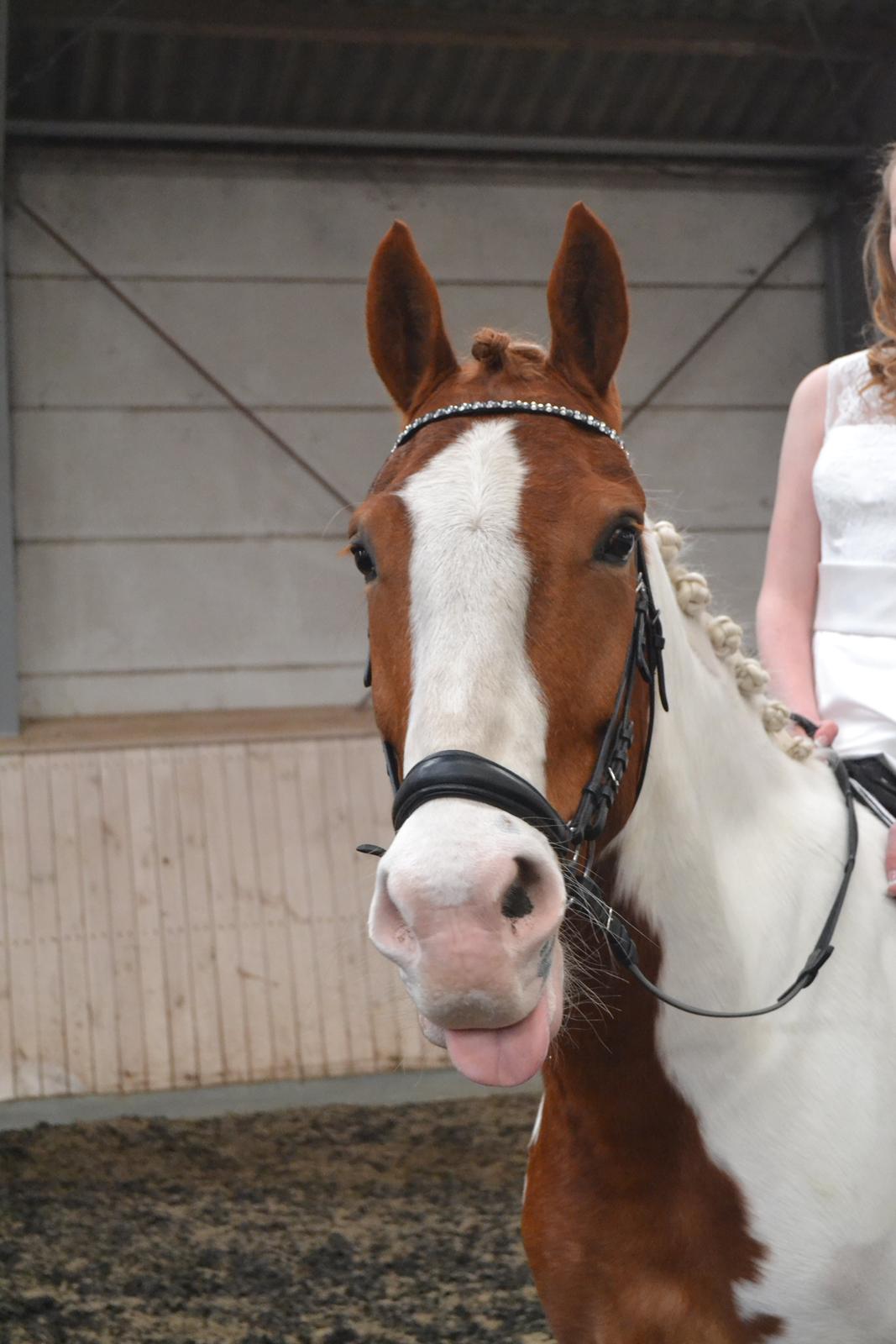 Anden særlig race Eldorado - Tossede basse <3 billede 13