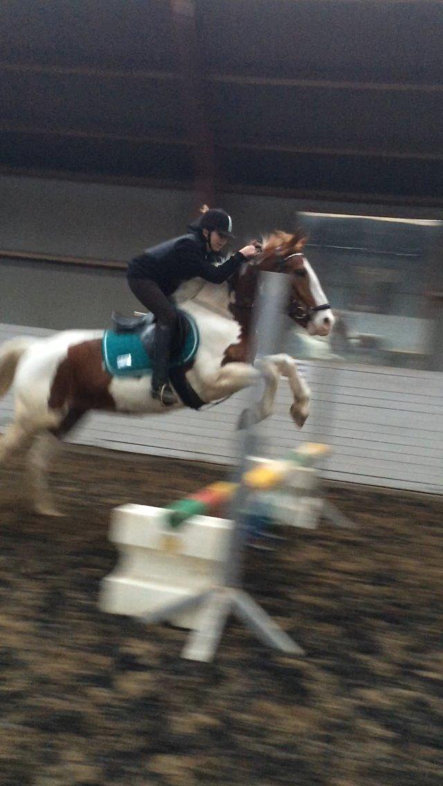 Anden særlig race Eldorado billede 14