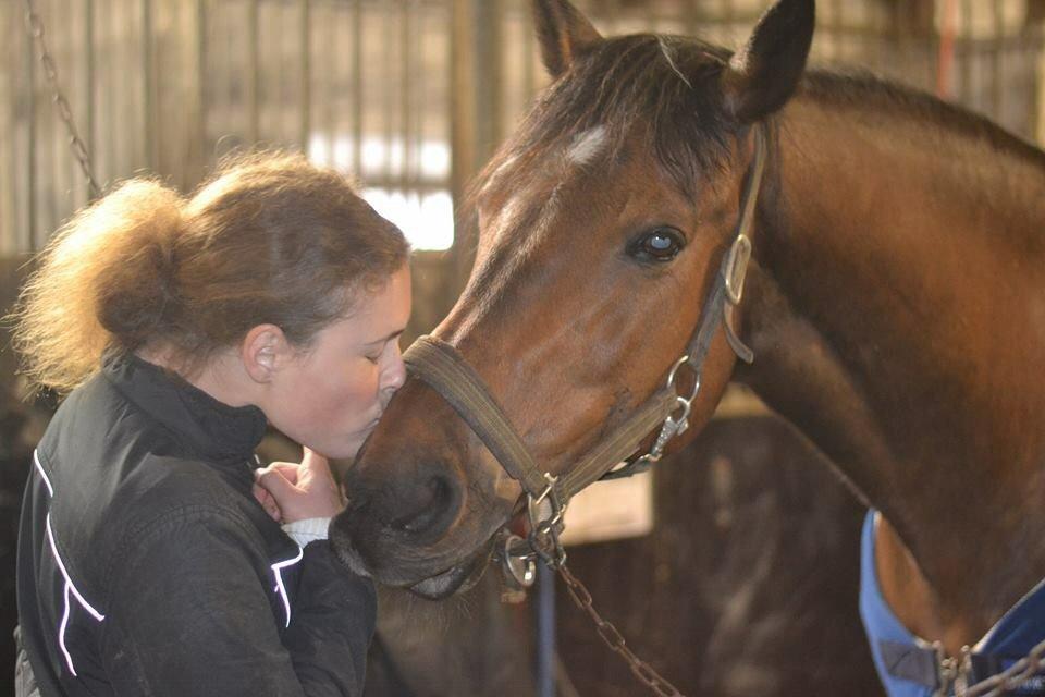 Hollandsk Varmblod Ravel billede 10