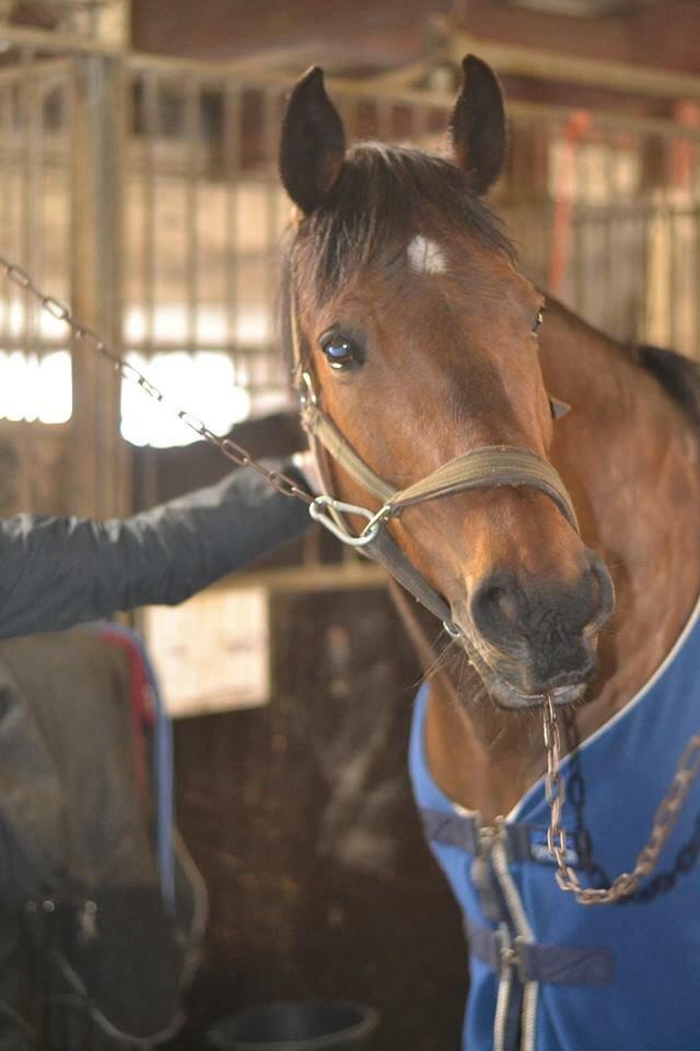 Hollandsk Varmblod Ravel billede 11