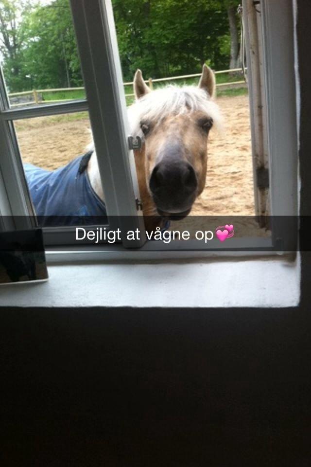 Anden særlig race Sofielunds Baloo- A-pony - Hyggeligt. 2014 billede 20