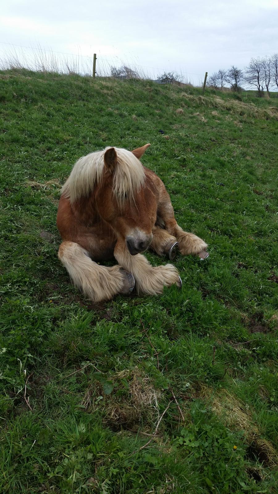 Jyde Østervig Storm P - R.I.P 19.08.2015 - Puttefis. billede 19