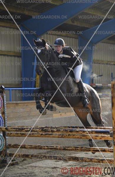 Hollandsk Varmblod Coberlina T - Viborg distriktstævne - LC  billede 2