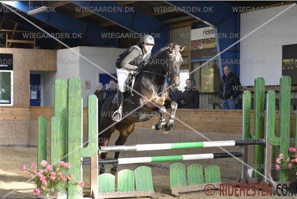 Hollandsk Varmblod Coberlina T - Viborg distriktstævne - LC billede 3