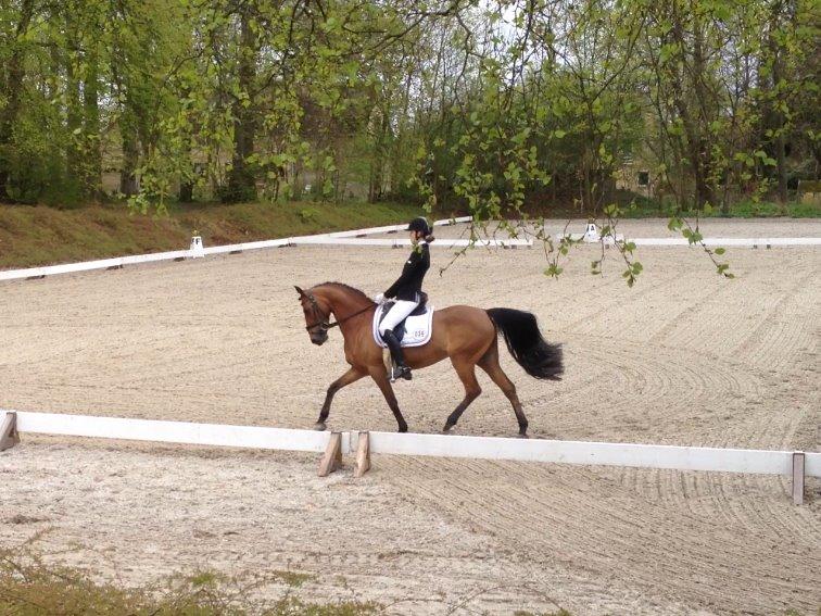 DSP Nymfe Stengaard (B-pony) - Tredje kval. i Københavnsmesterskaberne - 69,286% og 1. plads billede 7
