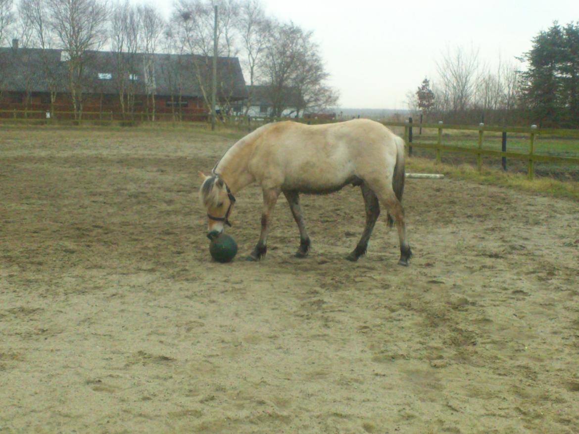 Fjordhest birkely´s bastian billede 12