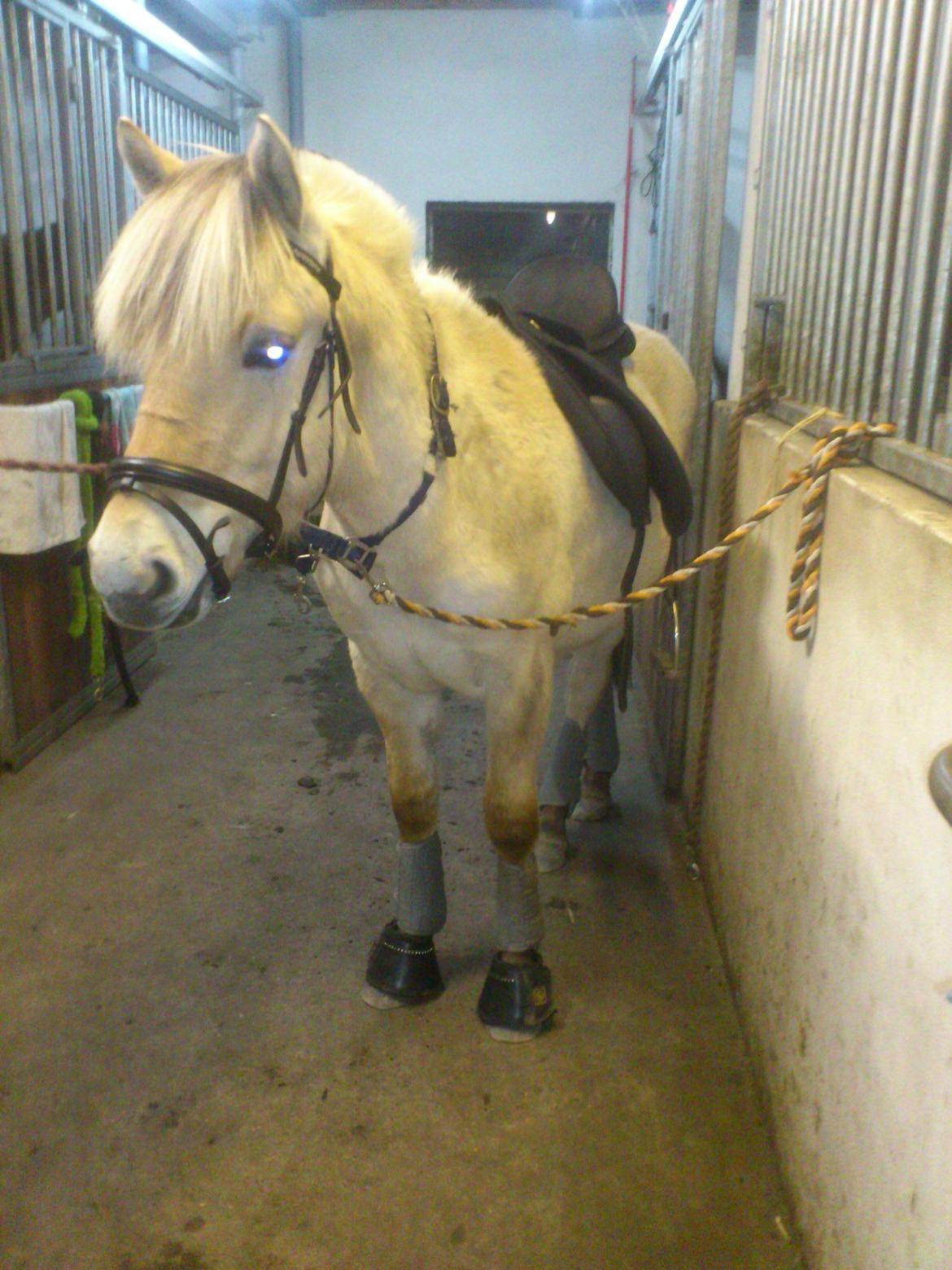 Fjordhest birkely´s bastian billede 13