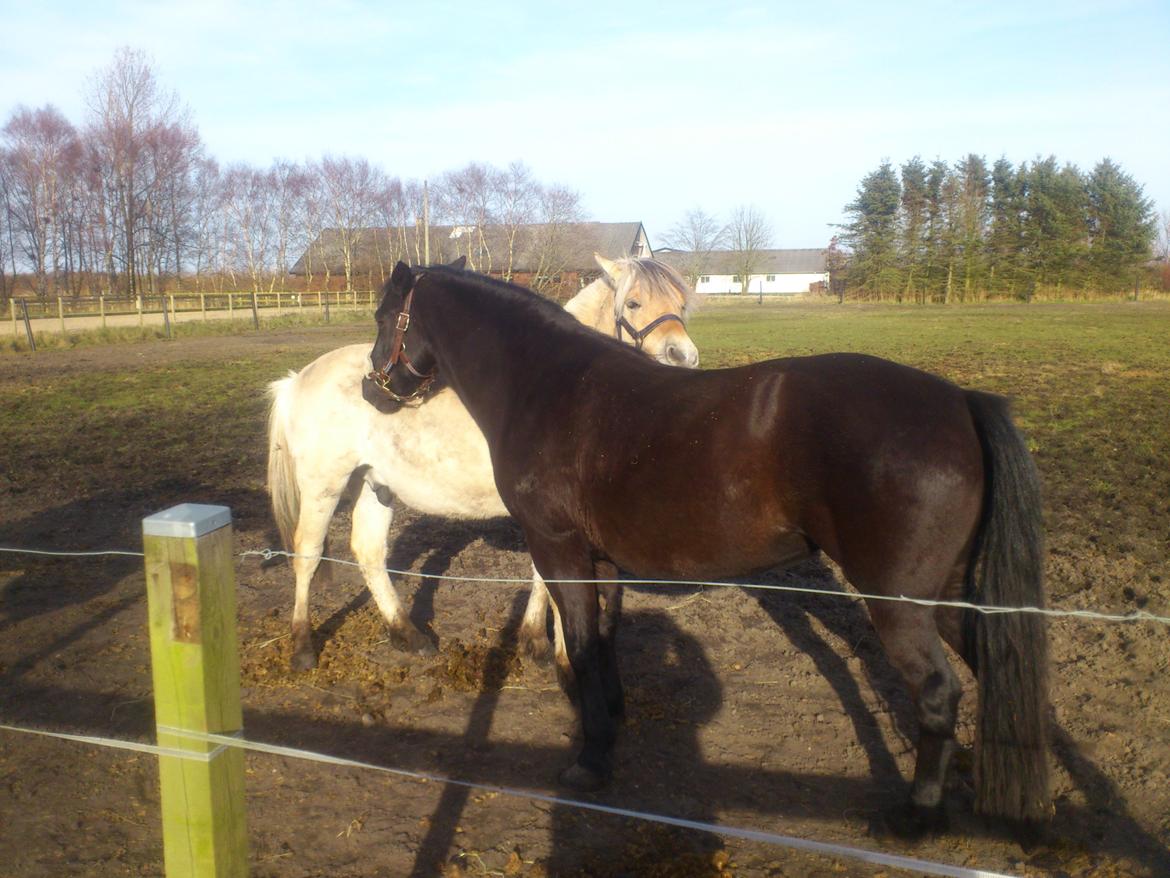 Fjordhest birkely´s bastian billede 15