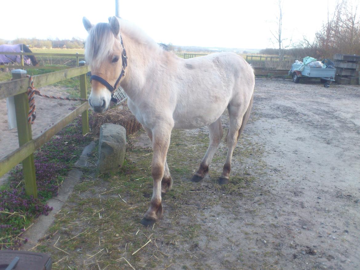 Fjordhest birkely´s bastian billede 16