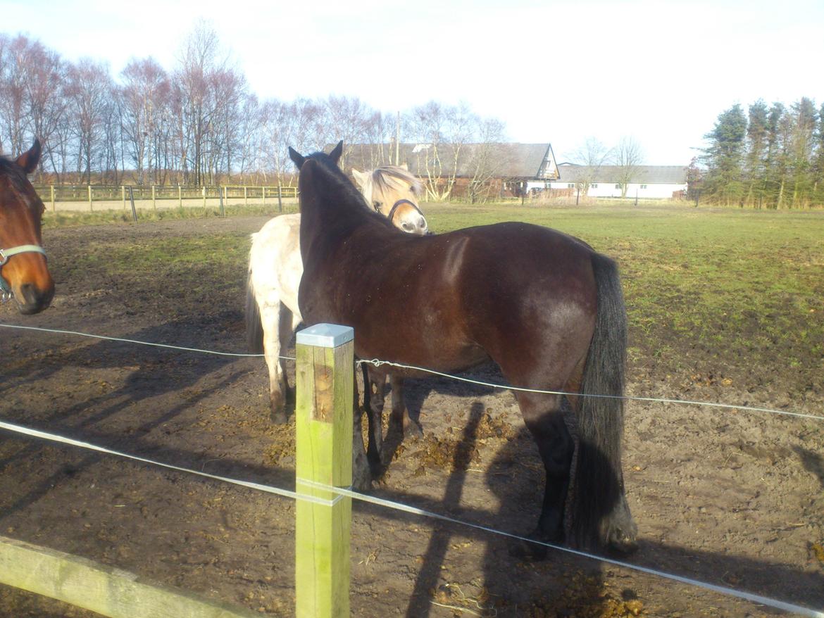 Fjordhest birkely´s bastian billede 3