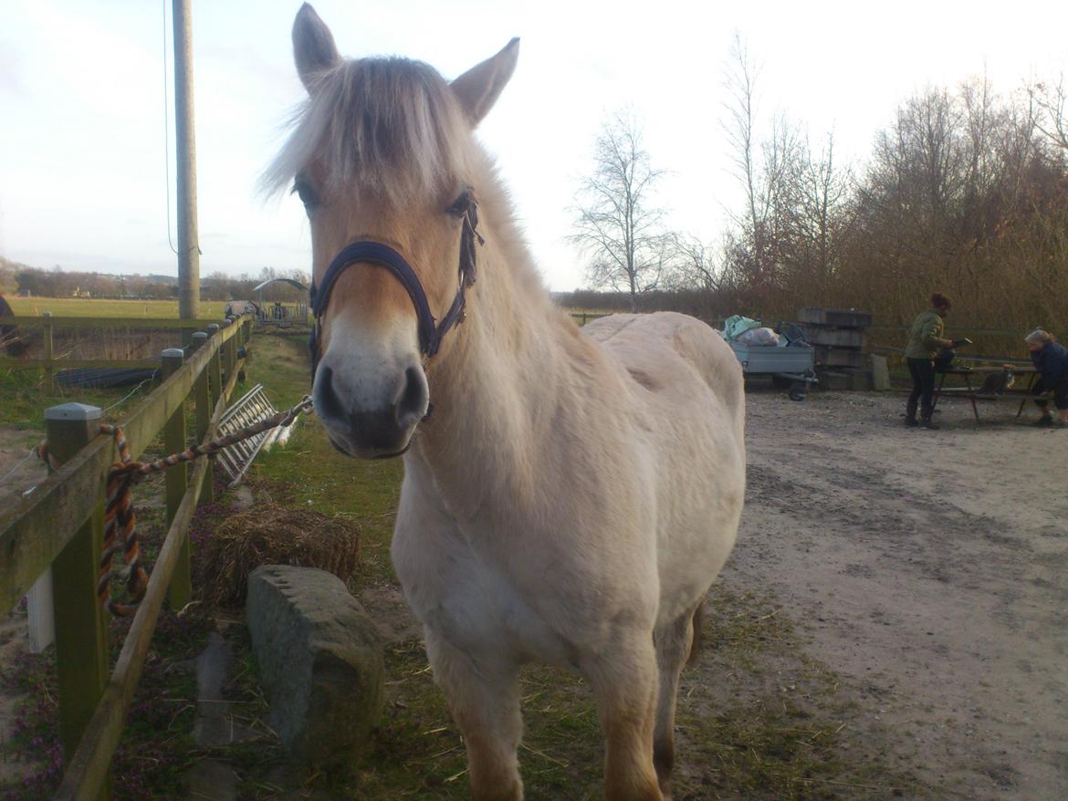 Fjordhest birkely´s bastian billede 17