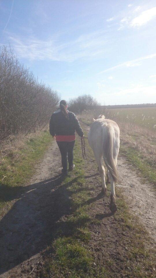 Fjordhest birkely´s bastian billede 14