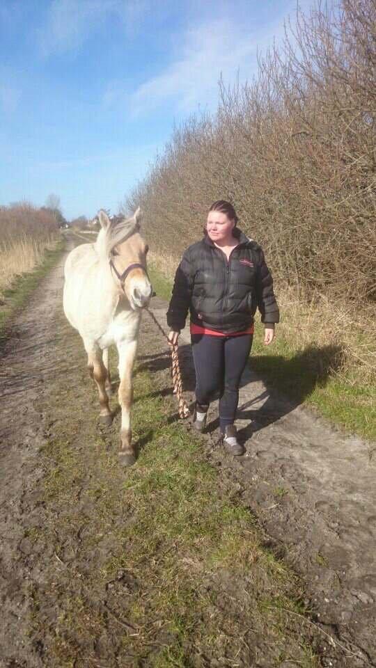 Fjordhest birkely´s bastian billede 8