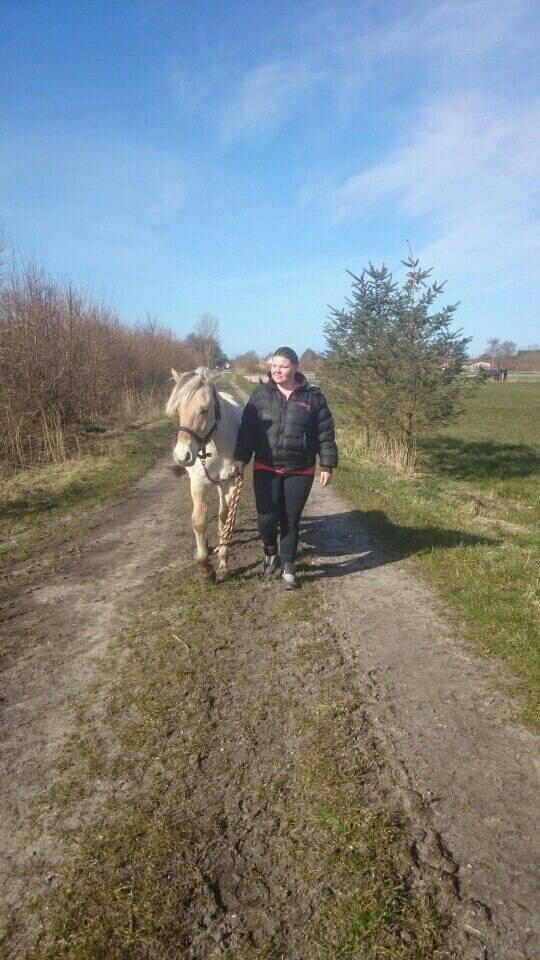 Fjordhest birkely´s bastian billede 6