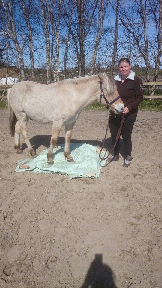 Fjordhest birkely´s bastian billede 1