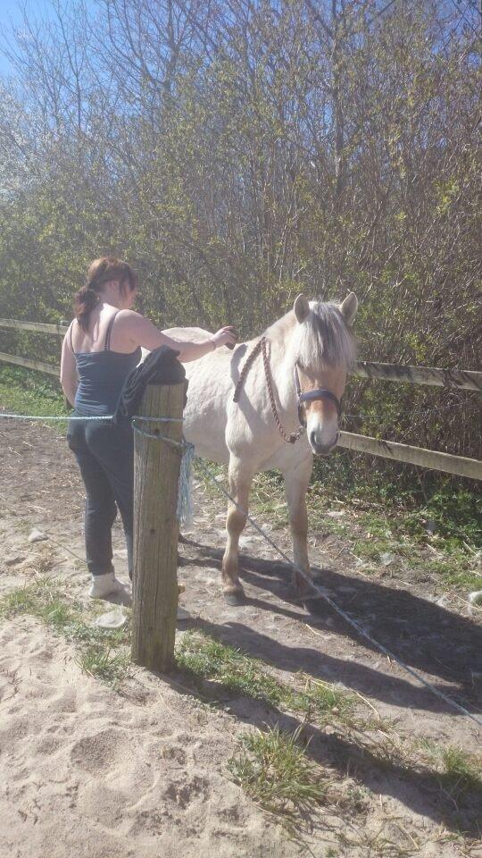 Fjordhest birkely´s bastian billede 11