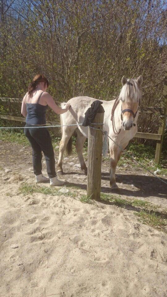 Fjordhest birkely´s bastian billede 19