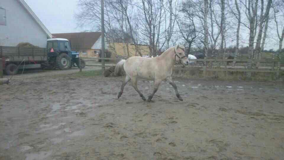 Fjordhest birkely´s bastian billede 20