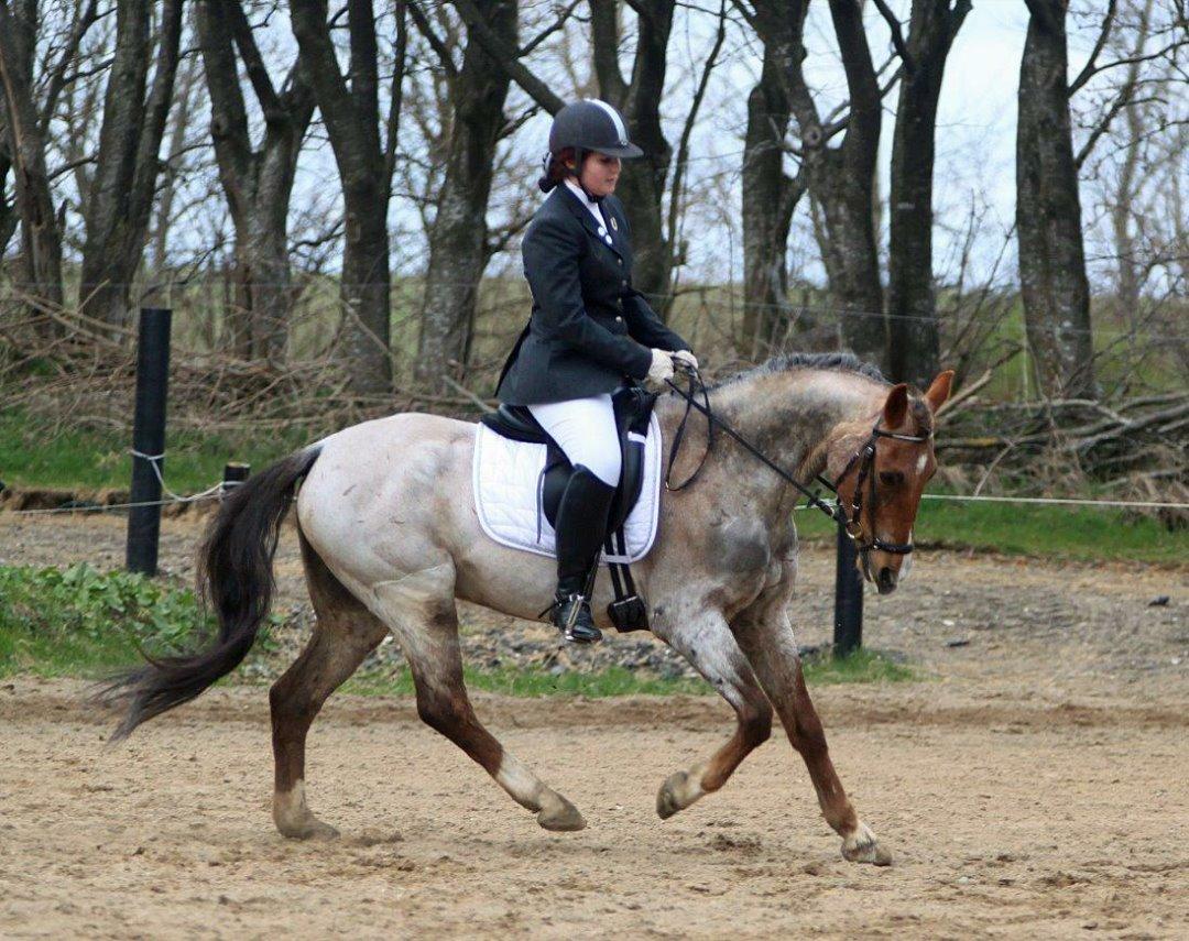 Hollandsk Sportspony Goya billede 4
